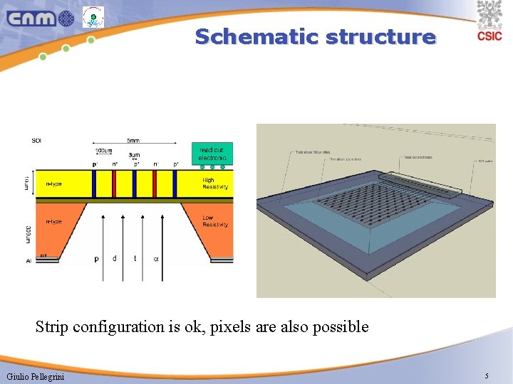 Schematic structure Strip configuration is ok, pixels are also possible Giulio Pellegrini 5 