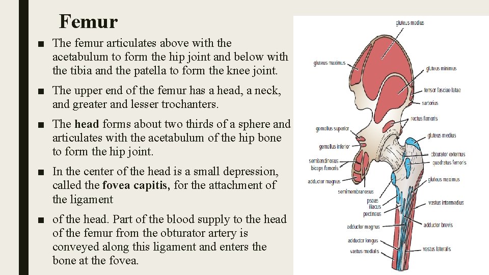 Femur ■ The femur articulates above with the acetabulum to form the hip joint