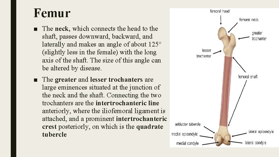 Femur ■ The neck, which connects the head to the shaft, passes downward, backward,