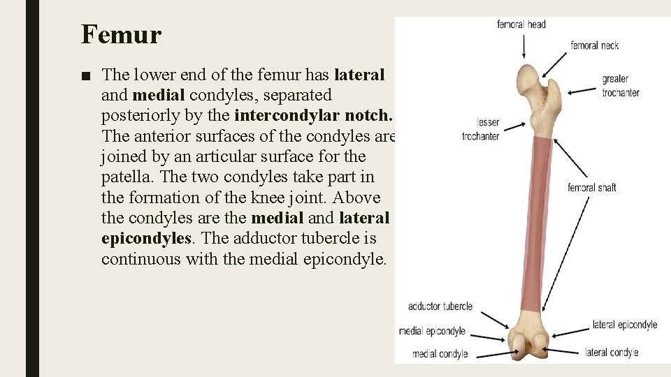 Femur ■ The lower end of the femur has lateral and medial condyles, separated