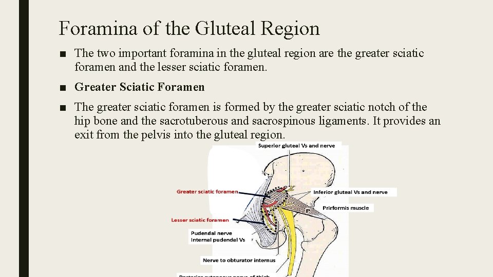 Foramina of the Gluteal Region ■ The two important foramina in the gluteal region