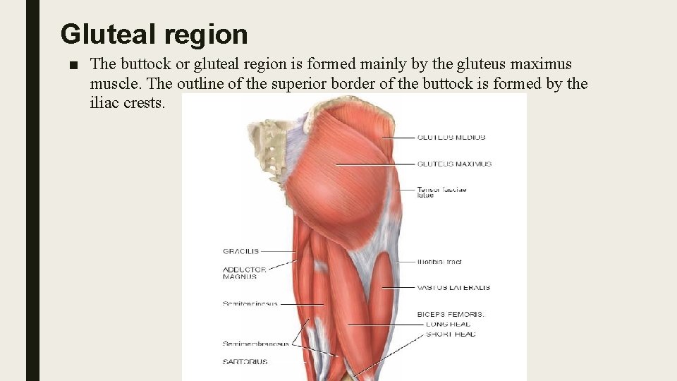 Gluteal region ■ The buttock or gluteal region is formed mainly by the gluteus
