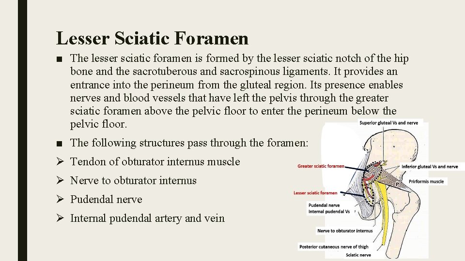 Lesser Sciatic Foramen ■ The lesser sciatic foramen is formed by the lesser sciatic