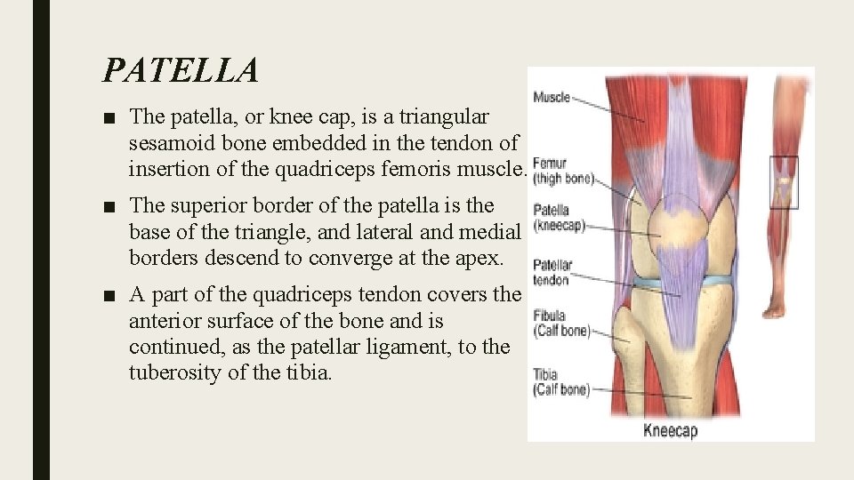 PATELLA ■ The patella, or knee cap, is a triangular sesamoid bone embedded in