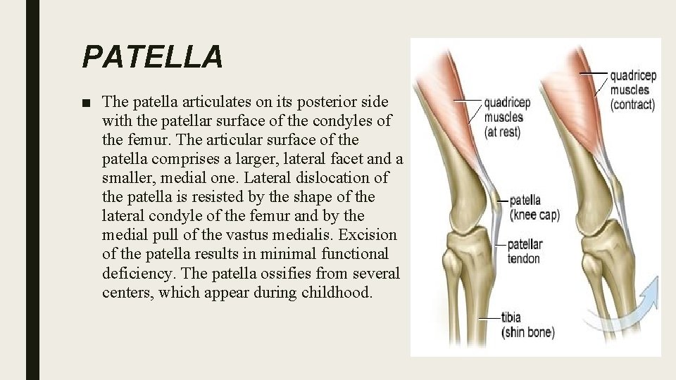 PATELLA ■ The patella articulates on its posterior side with the patellar surface of
