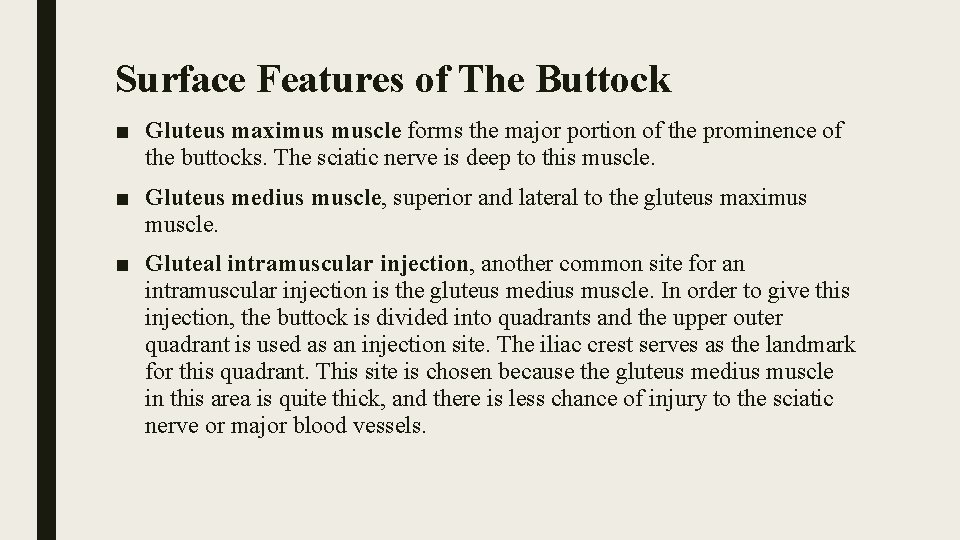 Surface Features of The Buttock ■ Gluteus maximus muscle forms the major portion of