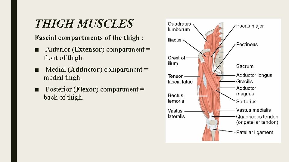 THIGH MUSCLES Fascial compartments of the thigh : ■ Anterior (Extensor) compartment = front