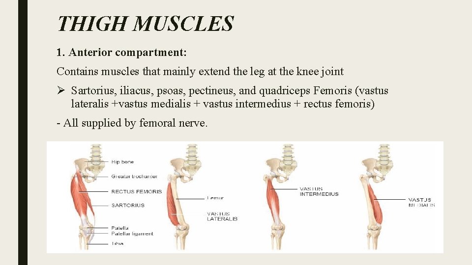 THIGH MUSCLES 1. Anterior compartment: Contains muscles that mainly extend the leg at the