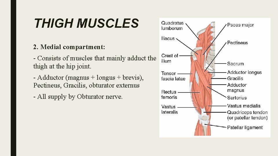 THIGH MUSCLES 2. Medial compartment: - Consists of muscles that mainly adduct the thigh