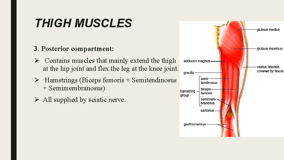 THIGH MUSCLES 3. Posterior compartment: Ø Contains muscles that mainly extend the thigh at
