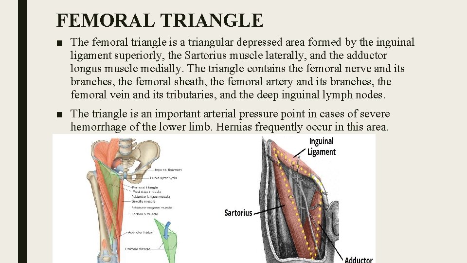 FEMORAL TRIANGLE ■ The femoral triangle is a triangular depressed area formed by the