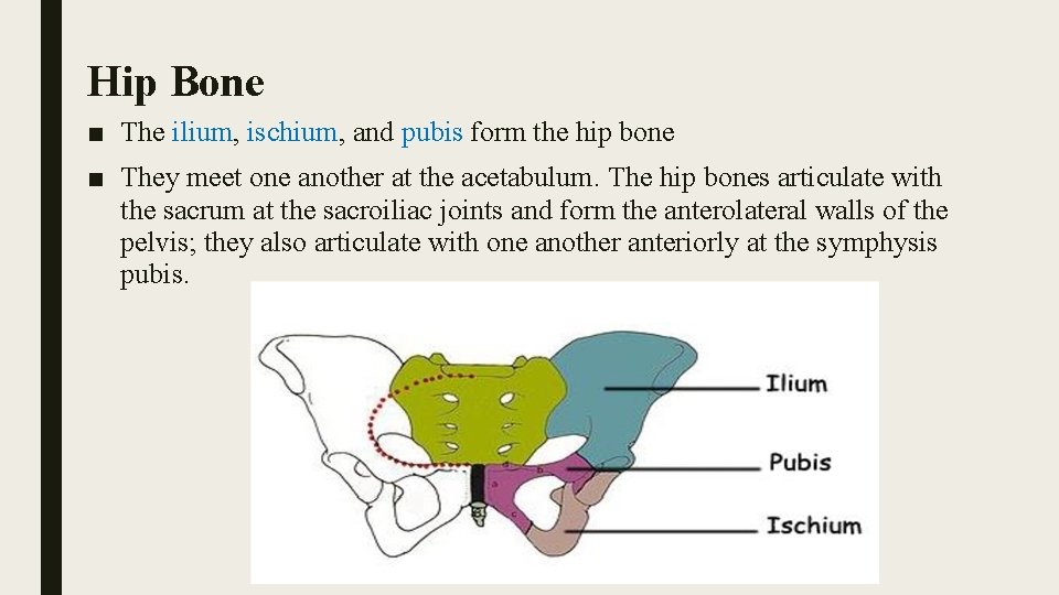 Hip Bone ■ The ilium, ischium, and pubis form the hip bone ■ They