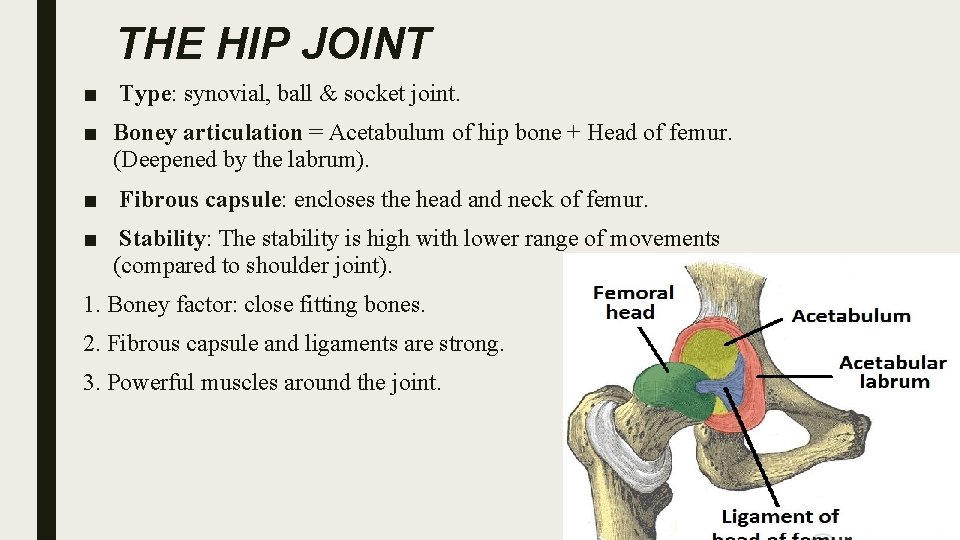 THE HIP JOINT ■ Type: synovial, ball & socket joint. ■ Boney articulation =