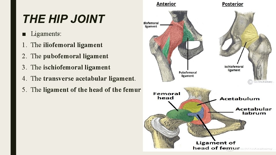 THE HIP JOINT ■ Ligaments: 1. The iliofemoral ligament 2. The pubofemoral ligament 3.