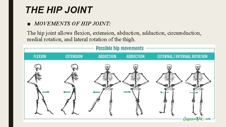 THE HIP JOINT ■ MOVEMENTS OF HIP JOINT: The hip joint allows flexion, extension,