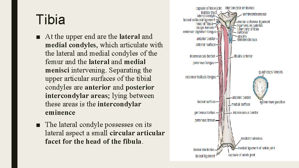 Tibia ■ At the upper end are the lateral and medial condyles, which articulate