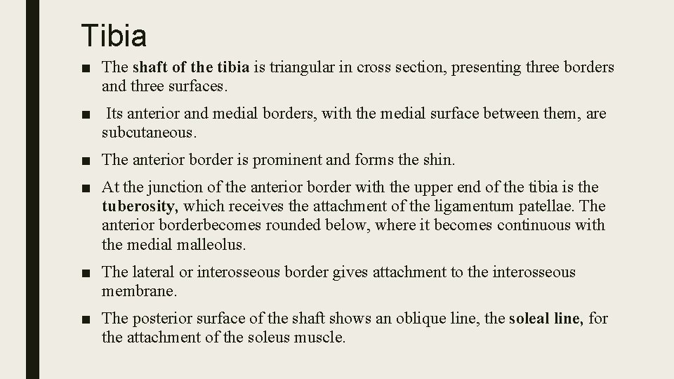 Tibia ■ The shaft of the tibia is triangular in cross section, presenting three