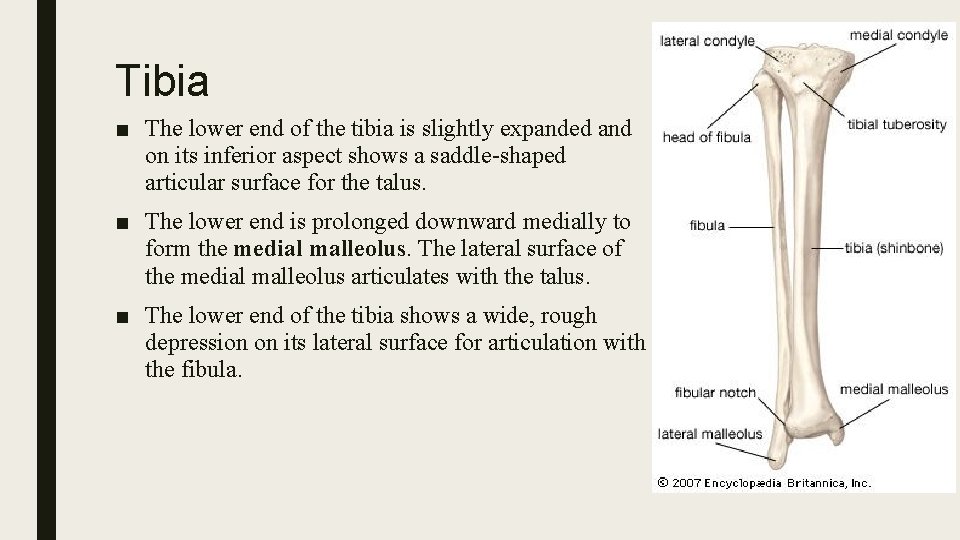 Tibia ■ The lower end of the tibia is slightly expanded and on its