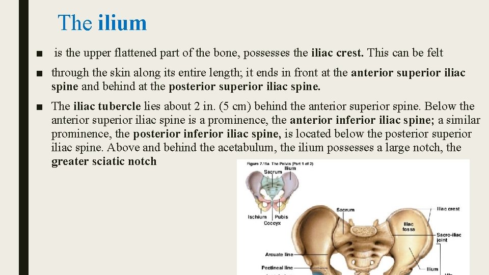 The ilium ■ is the upper flattened part of the bone, possesses the iliac