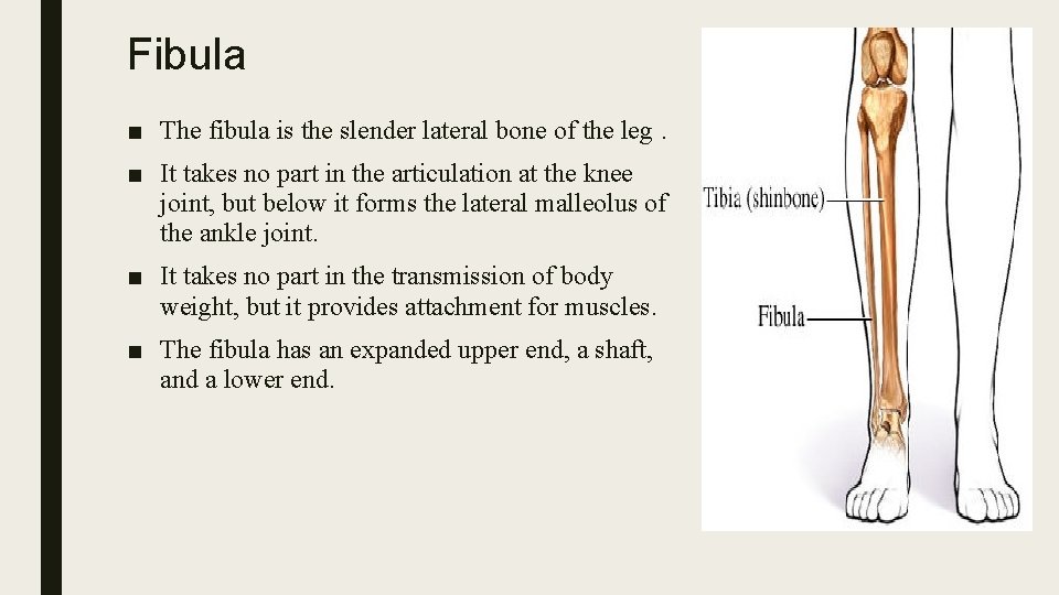 Fibula ■ The fibula is the slender lateral bone of the leg. ■ It