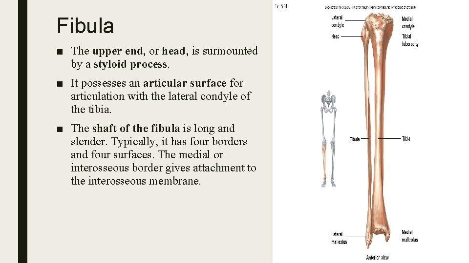 Fibula ■ The upper end, or head, is surmounted by a styloid process. ■