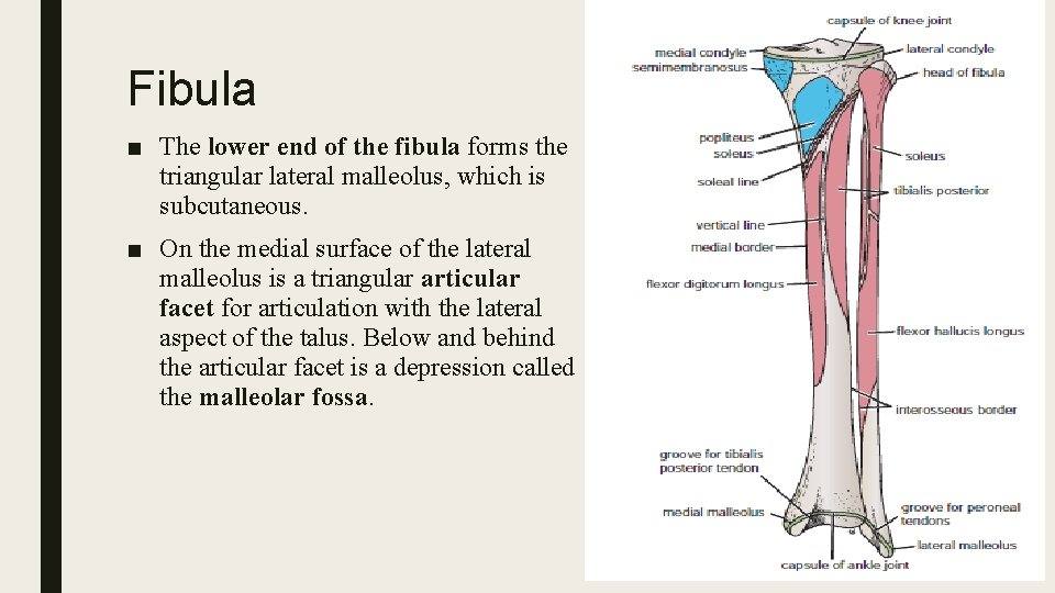 Fibula ■ The lower end of the fibula forms the triangular lateral malleolus, which