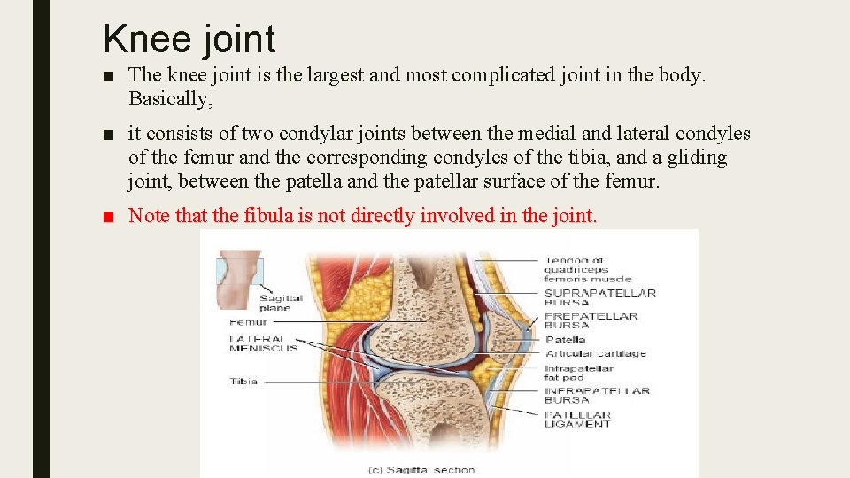 Knee joint ■ The knee joint is the largest and most complicated joint in