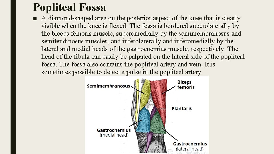 Popliteal Fossa ■ A diamond-shaped area on the posterior aspect of the knee that