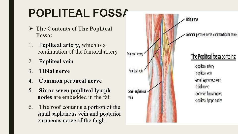 POPLITEAL FOSSA Ø The Contents of The Popliteal Fossa: 1. Popliteal artery, which is