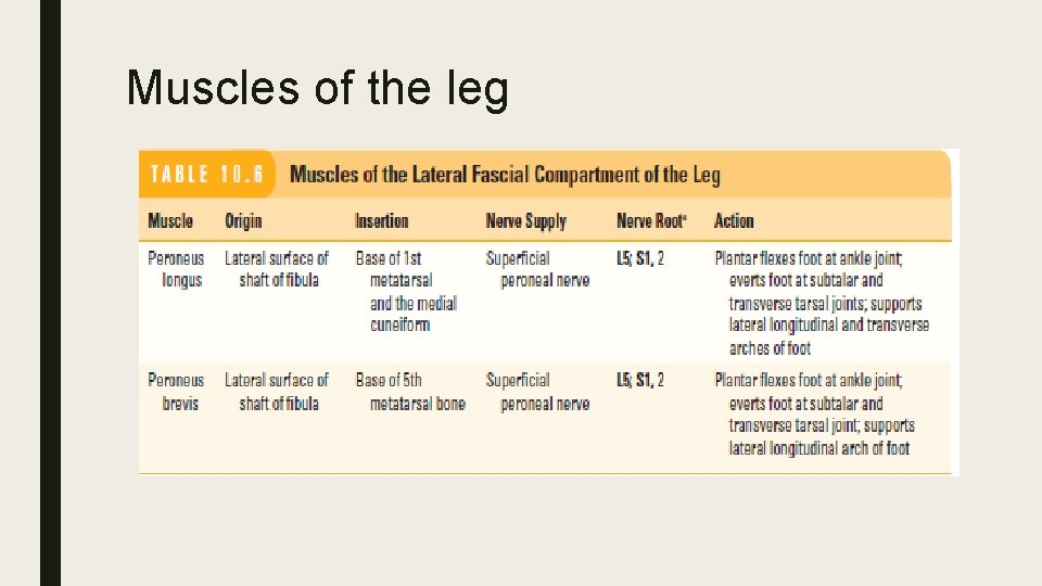 Muscles of the leg 