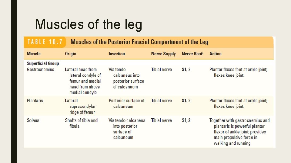 Muscles of the leg 
