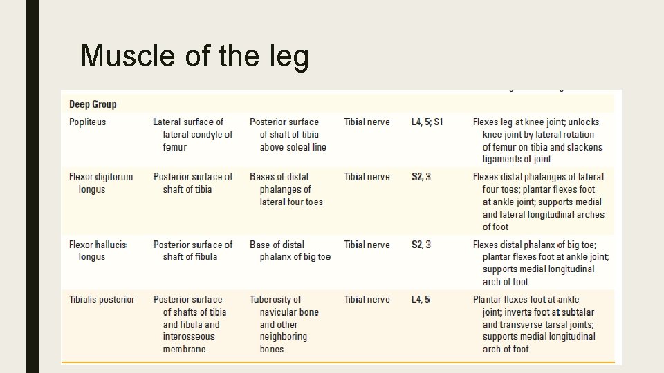 Muscle of the leg 