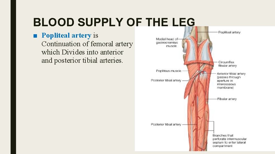 BLOOD SUPPLY OF THE LEG ■ Popliteal artery is Continuation of femoral artery which