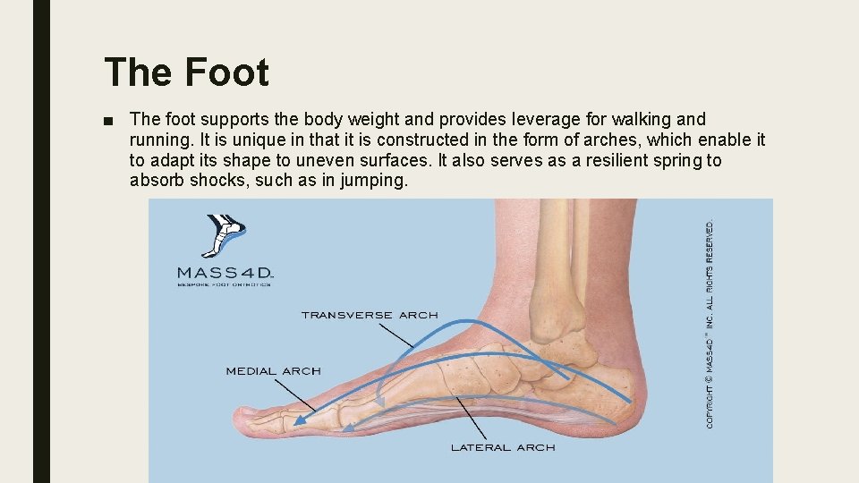 The Foot ■ The foot supports the body weight and provides leverage for walking