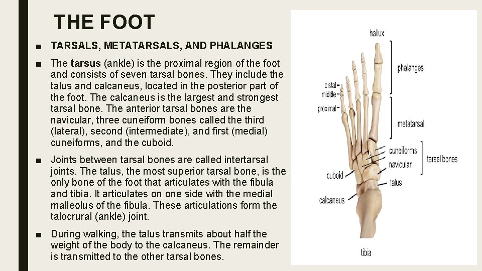 THE FOOT ■ TARSALS, METATARSALS, AND PHALANGES ■ The tarsus (ankle) is the proximal