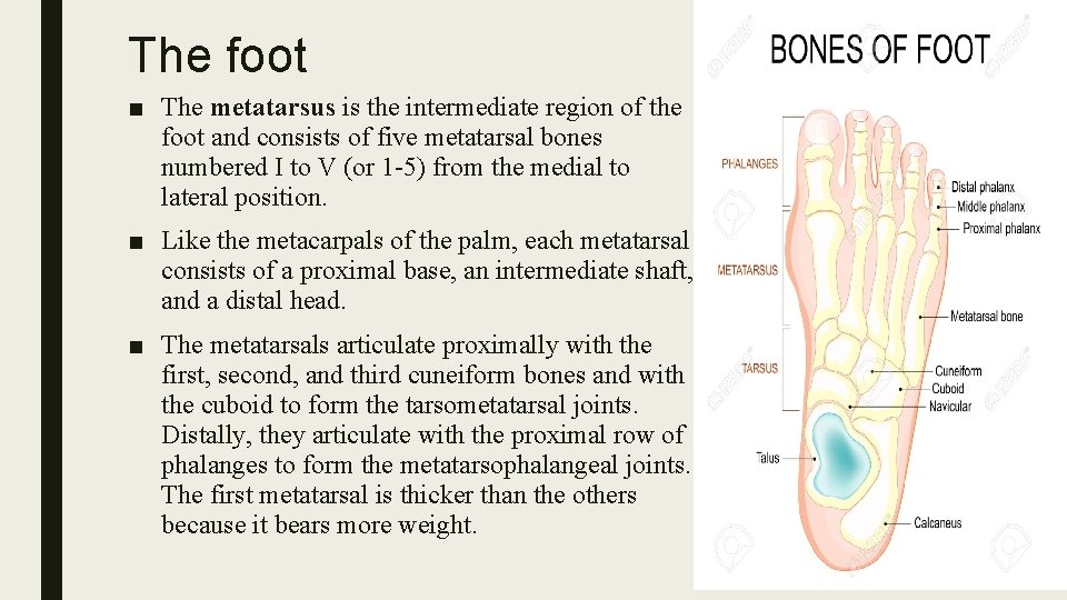 The foot ■ The metatarsus is the intermediate region of the foot and consists