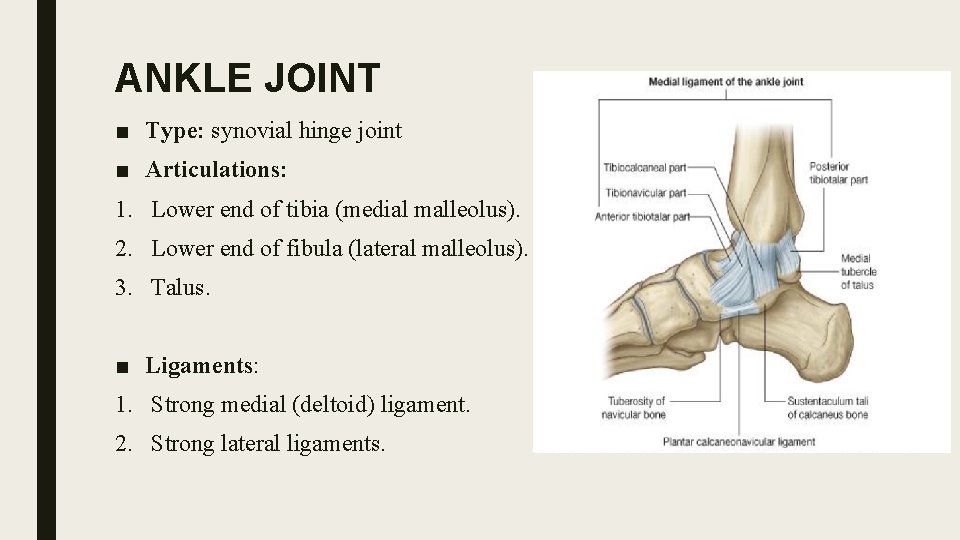 ANKLE JOINT ■ Type: synovial hinge joint ■ Articulations: 1. Lower end of tibia