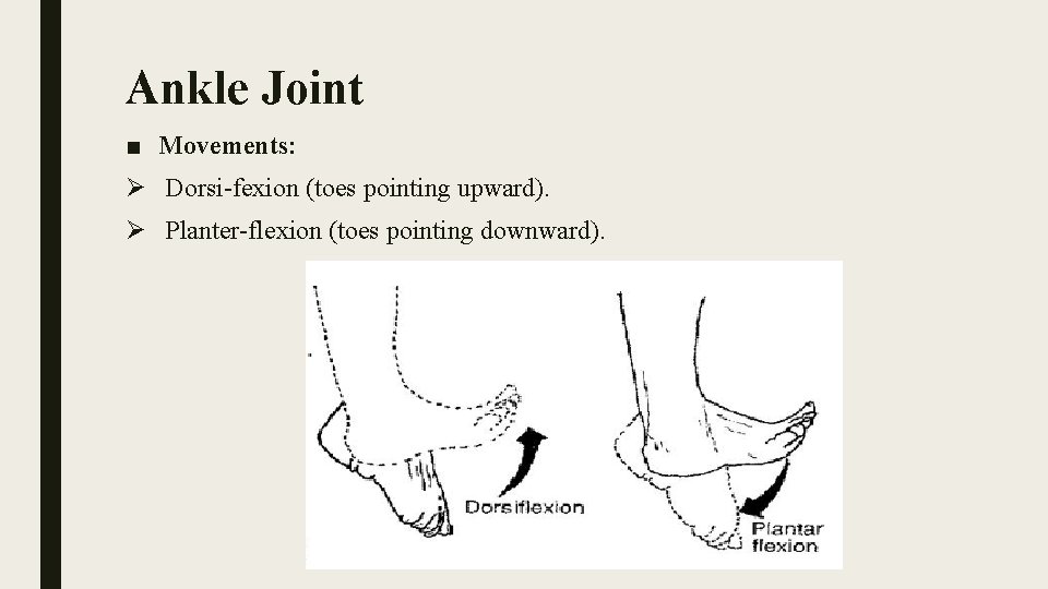 Ankle Joint ■ Movements: Ø Dorsi-fexion (toes pointing upward). Ø Planter-flexion (toes pointing downward).
