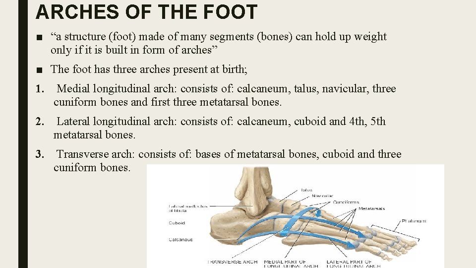 ARCHES OF THE FOOT ■ “a structure (foot) made of many segments (bones) can