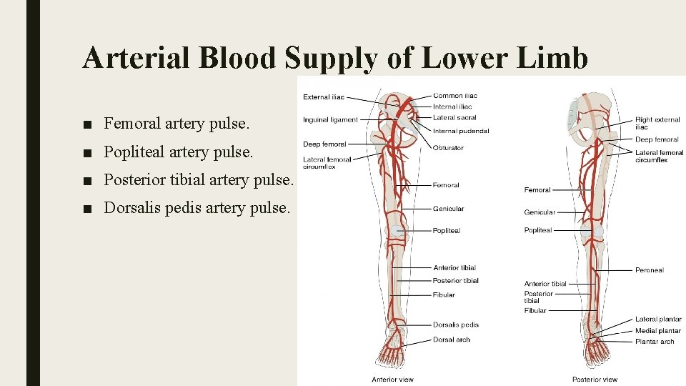 Arterial Blood Supply of Lower Limb ■ Femoral artery pulse. ■ Popliteal artery pulse.