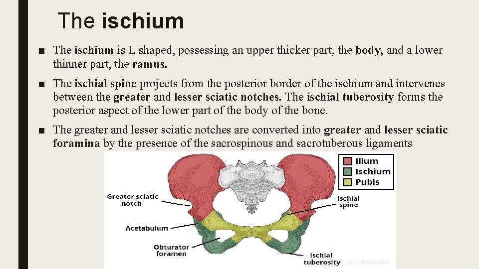 The ischium ■ The ischium is L shaped, possessing an upper thicker part, the