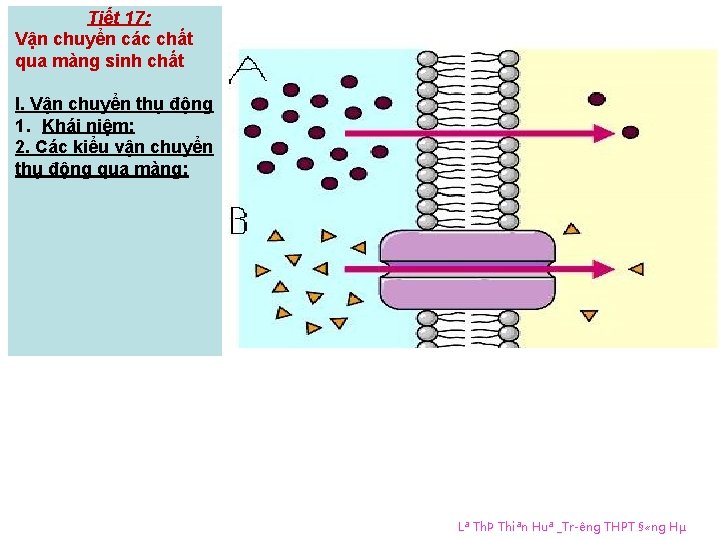 Tiết 17: Vận chuyển các chất qua màng sinh chất I. Vận chuyển thụ