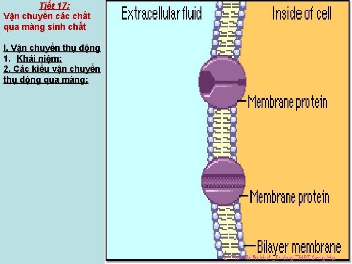 Tiết 17: Vận chuyển các chất qua màng sinh chất I. Vận chuyển thụ