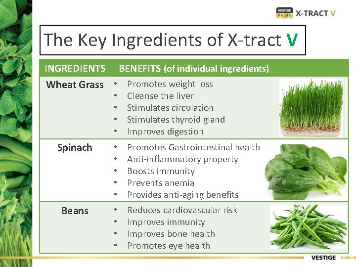 The Key Ingredients of X-tract V INGREDIENTS BENEFITS (of individual ingredients) Wheat Grass •