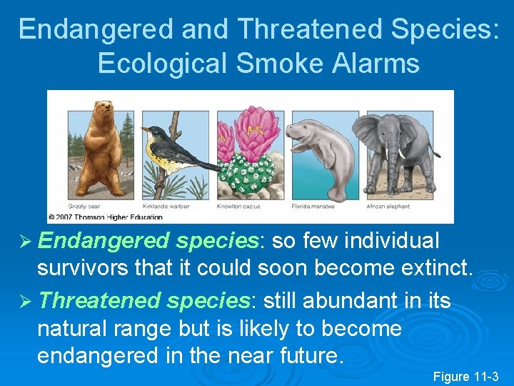 Endangered and Threatened Species: Ecological Smoke Alarms Ø Endangered species: so few individual survivors