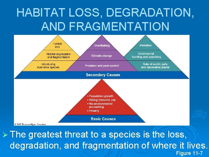 HABITAT LOSS, DEGRADATION, AND FRAGMENTATION Ø The greatest threat to a species is the