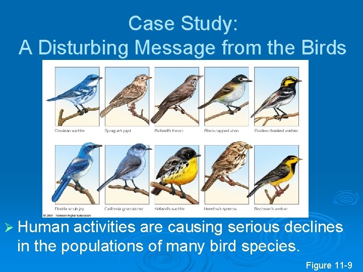 Case Study: A Disturbing Message from the Birds Ø Human activities are causing serious
