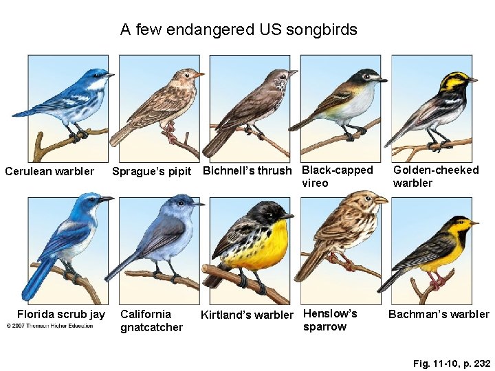 A few endangered US songbirds Cerulean warbler Florida scrub jay Sprague’s pipit California gnatcatcher