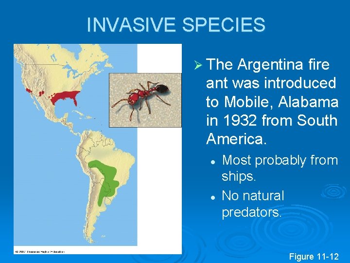 INVASIVE SPECIES Ø The Argentina fire ant was introduced to Mobile, Alabama in 1932