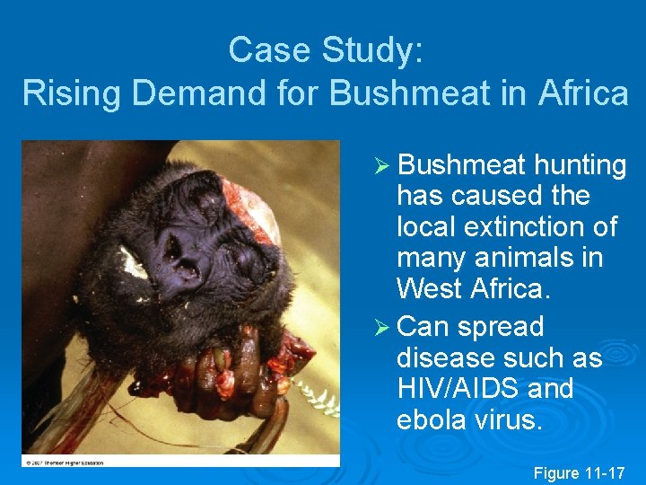 Case Study: Rising Demand for Bushmeat in Africa Ø Bushmeat hunting has caused the